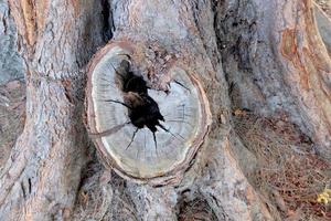 Loch im das Rinde von ein Baum Nahansicht foto
