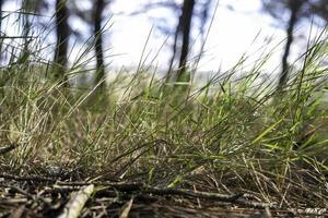 Grün Gras im das Wald foto