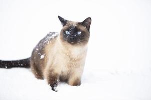 Siamese Katze Spaziergänge auf ein Winter Tag. Katze bedeckt mit Schnee. foto