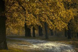 Herbst Baum mit Gelb Blätter auf das Hintergrund von das Pfad Dehnen in das Distanz. foto