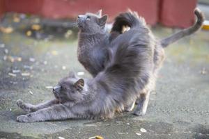 Stadt Katzen. grau Katze und Katze sind Gehen auf das Straße. foto