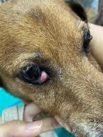 schließen oben von Rötung und stoßen im das Auge von ein Hund. Bindehautentzündung Augen von Hund. medizinisch und Gesundheit Pflege von Haustier Konzept. schließen oben zu Hund Augen mit Auge Problem. foto