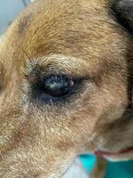 schließen oben von Rötung und stoßen im das Auge von ein Hund. Bindehautentzündung Augen von Hund. medizinisch und Gesundheit Pflege von Haustier Konzept. schließen oben zu Hund Augen mit Auge Problem. foto