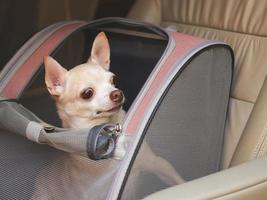 glücklich braun kurz Haar Chihuahua Hund Sitzung im Haustier Träger Rucksack mit geöffnet Fenster im Auto Sitz. sicher Reise mit Haustiere Konzept. foto