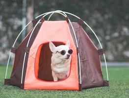 brauner Chihuahua-Hund mit kurzen Haaren, der eine Sonnenbrille trägt und in einem orangefarbenen Campingzelt auf grünem Gras sitzt, im Freien, wegschaut. Haustierreisekonzept. foto