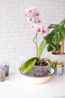 Umpflanzen Orchidee Pflanzen. Zuhause Gartenarbeit, Zucht von Orchideen. foto