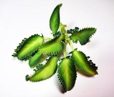 bryophyllum pinnatum ,kalanchoe Ohrmuschel Blätter isoliert auf Weiß Hintergrund foto