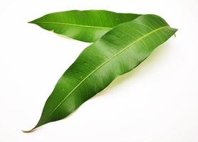 Mango Blätter auf Weiß Hintergrund foto