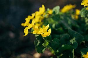 Caltha Palustris, bekannt wie Sumpf-Ringelblume und Königsbecher foto