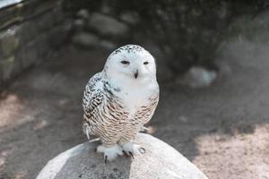 Nahansicht von ein großartig schneebedeckt Eule foto