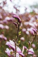schön Magnolie Blumen im Deutschland foto