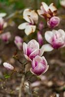 schön Magnolie Blumen im Deutschland foto