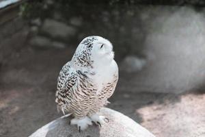 Nahansicht von ein großartig schneebedeckt Eule foto