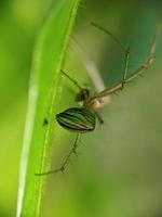 schließen oben Foto, Spinne foto