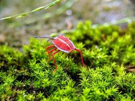 Makro Fotografie, Insekten, Pentatomidae foto