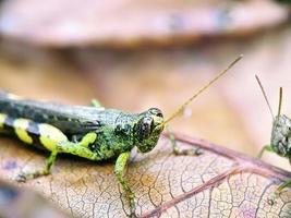 Nahansicht Fotografie, Heuschrecke foto