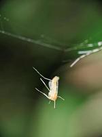 Makro, Insekten auf das Blätter foto