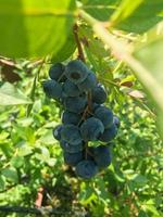 Blaubeere Pflanze im das Garten, frisch Blaubeeren foto