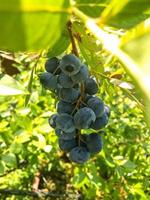 Blaubeere Pflanze unter das Baum foto