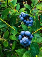 frisch Blaubeeren Pflanzen von graden foto