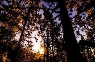 szenisch Wald Landschaft foto