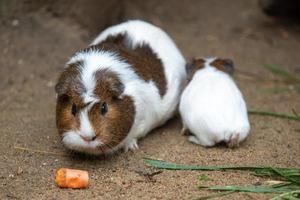 Guinea Schwein isst Karotte foto