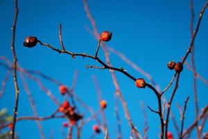 rote Beeren gegen den blauen Himmel foto