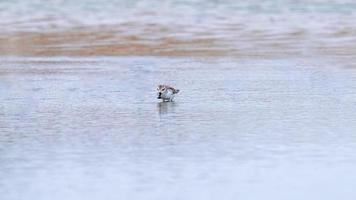 löffelschnabel Strandläufer Stehen im das Salz- schwenken foto