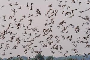 Sumpf Strandläufer fliegend Über das Salz- schwenken foto