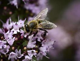 Biene auf einer violetten Blüte foto