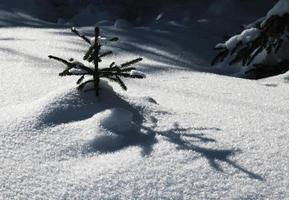 kleine Kiefer mit Schnee bedeckt foto