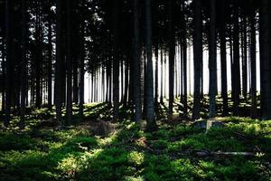 dichter Wald mit Sonnenschein foto