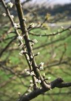 Knospen auf einem Ast foto