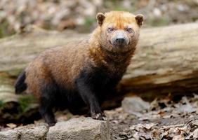 Porträt des Buschhundes foto