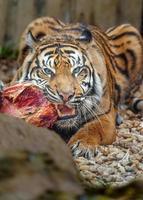 Sumatra Tiger Essen Fleisch foto