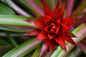 rot spikey texturiert und gemustert tropisch blühen foto