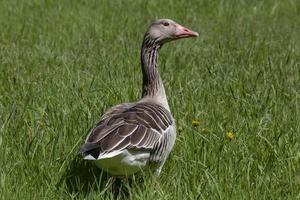 grau Gans Stehen im Grün Gras beim Sommer- foto