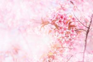 Himalaya Kirsche blühen oder Sakura Blume foto