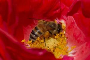 schließen oben von Biene Versammlung Pollen Innerhalb Blume foto