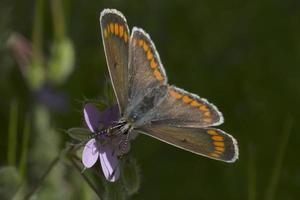 klein braun Schmetterling Sitzung auf lila Blume foto