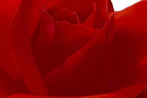 schließen oben von rot Rose Blume foto