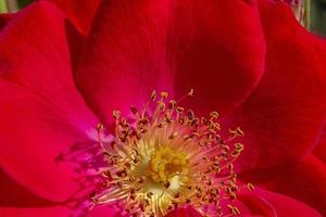 schließen oben von rot Rose Blume foto