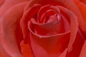 Makro Foto von rot Rose Blume