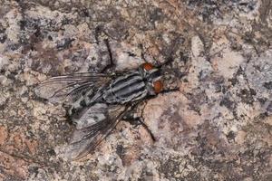 schließen oben von fliegen Sitzung auf Granit foto