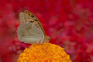 braun Schmetterling Sitzung auf Ringelblume Blume foto