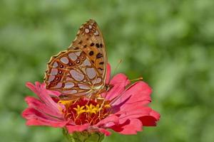 braun Perlmutterfalter Schmetterling Sitzung auf rot Blume im Garten foto