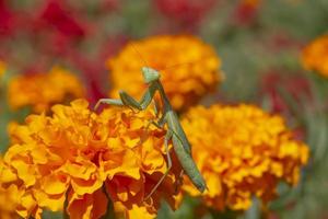 schließen oben von Gottesanbeterin Sitzung auf Ringelblume Blume foto