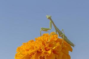 schließen oben von Gottesanbeterin Sitzung auf Ringelblume Blume foto