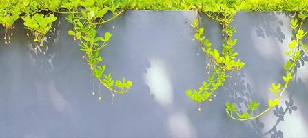 Grün Efeu, Ranke, kriechend oder Bergsteiger Pflanze Wachstum auf das grau Mauer Hintergrund und Schatten von Sonnenlicht mit Kopieren Raum. natürlich Hintergrund und Schönheit von Natur Konzept. foto