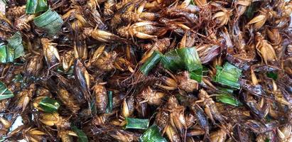 viele gebraten Insekt oder Kricket mit geschnitten von Banane Blätter zum Verkauf beim Straße Essen Markt. asiatisch Essen, Tier, Besondere Speisekarte und Muster Hintergrund. Zikade gegrillt mit Salz- oder Fisch Soße. foto